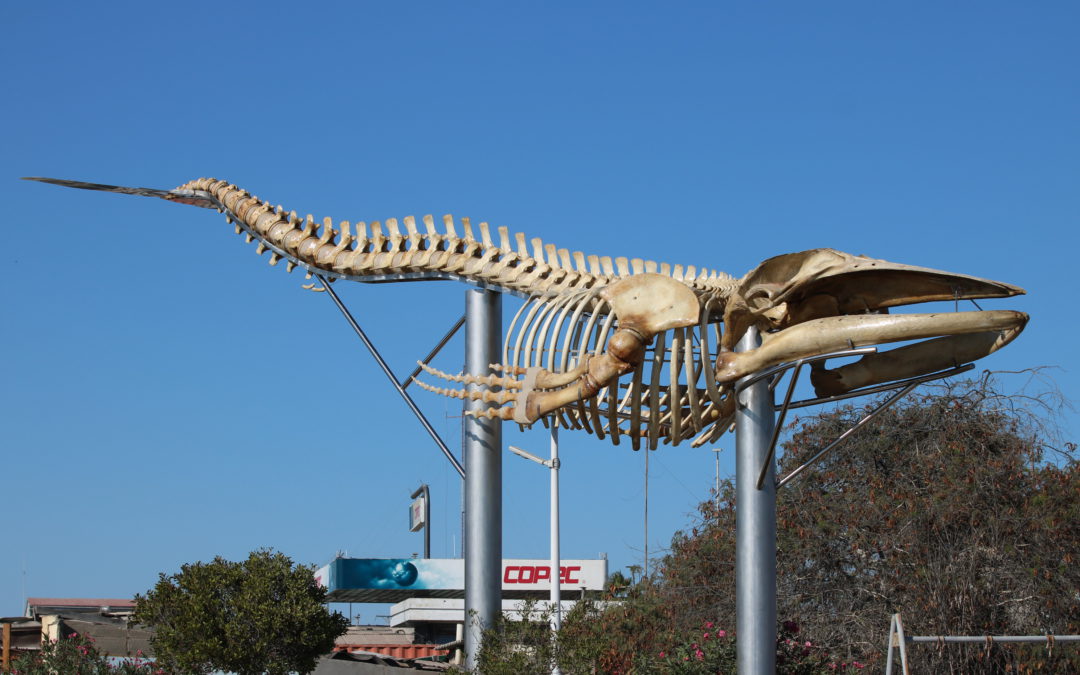Inauguran primera exposición de esqueleto de ballena jorobada en Mejillones